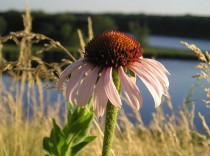 Echinacea angustifolia