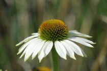 Echinacea pallida