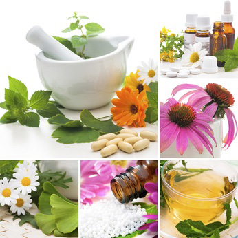 Echinacea Purpurea und das Immunsystem