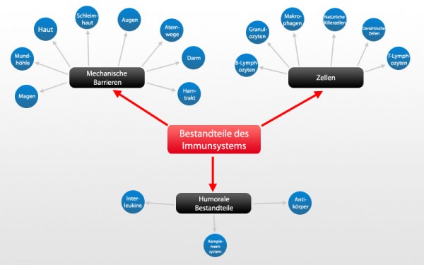 Immunsystem Bestandteile